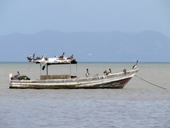 Pelecanus occidentalis