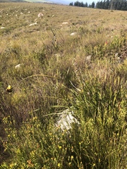 Bobartia macrospatha anceps