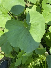 Cucurbita maxima