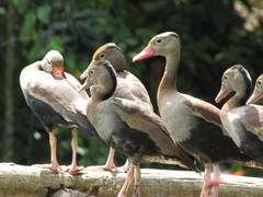 Dendrocygna autumnalis