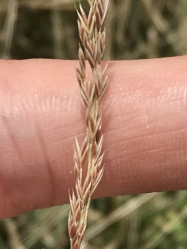 Festuca octoflora, photograph 4