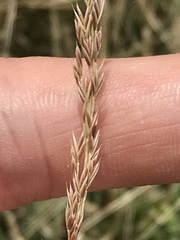 Ryan Donnelly, CC BY, iNaturalist via GBIF Festuca octoflora, photograph Ryan Donnelly, CC BY, iNaturalist via GBIF
