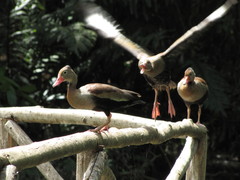 Dendrocygna autumnalis