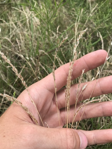 Festuca octoflora, photograph 2