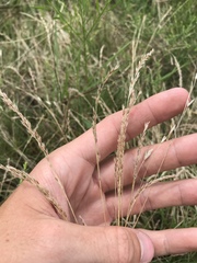 Ryan Donnelly, CC BY, iNaturalist via GBIF Festuca octoflora, photograph Ryan Donnelly, CC BY, iNaturalist via GBIF