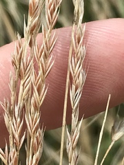 Ryan Donnelly, CC BY, iNaturalist via GBIF Festuca octoflora, photograph Ryan Donnelly, CC BY, iNaturalist via GBIF