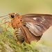 橙翅傘弄蝶 - Photo (c) bijups，保留部份權利CC BY-NC