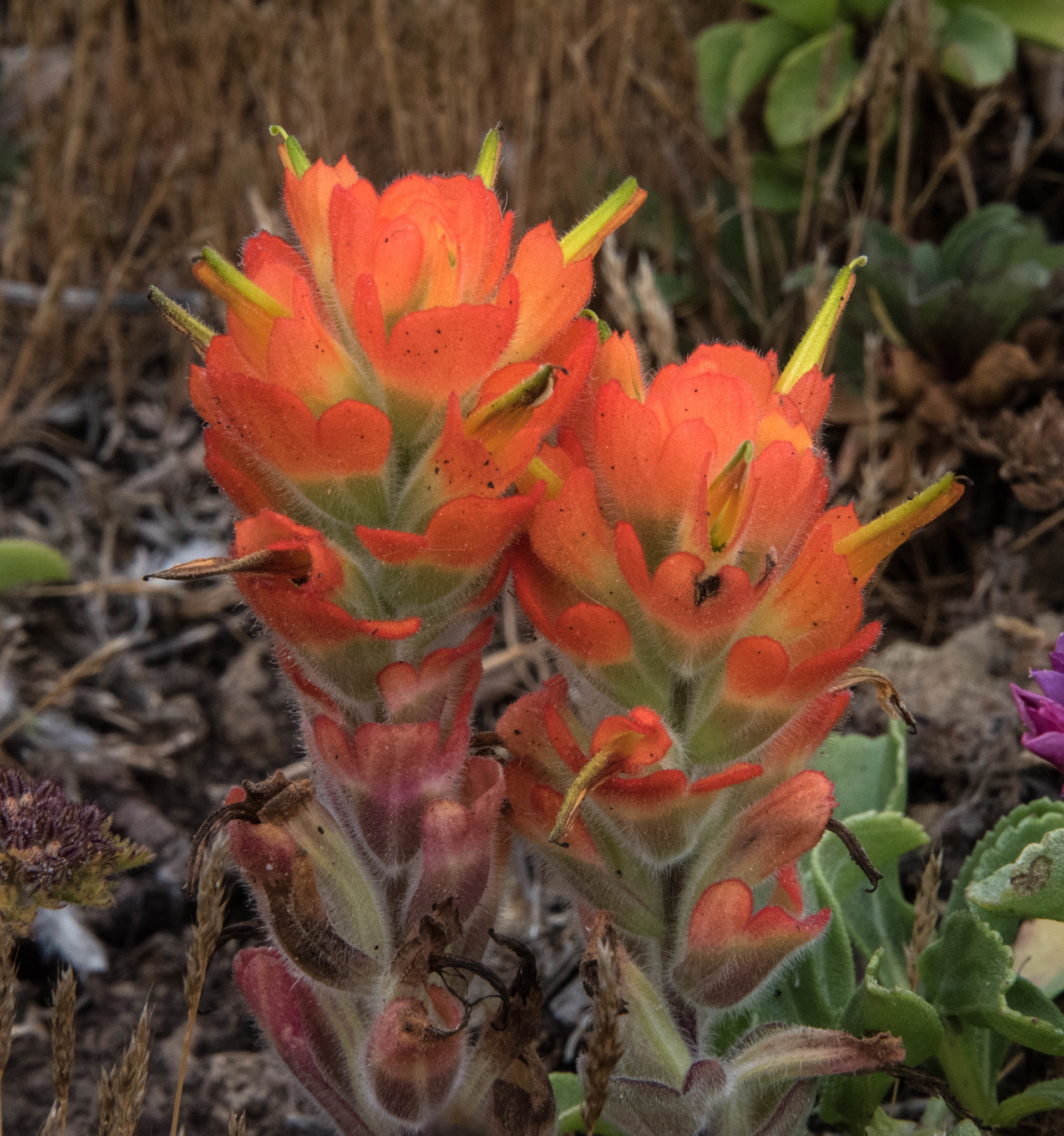 Castilleja mendocinensis