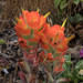 Mendocino Coast Paintbrush - Photo (c) Don Loarie, some rights reserved (CC BY), uploaded by Don Loarie