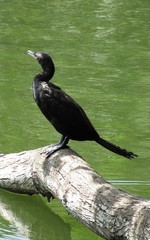 Nannopterum brasilianum