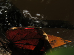 Chlorocypha trifaria