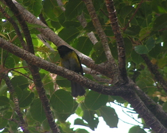 Phainoptila melanoxantha