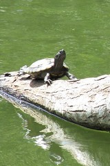 Trachemys scripta elegans