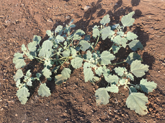 Chrozophora tinctoria