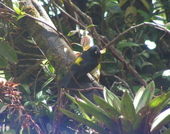 Phainoptila melanoxantha