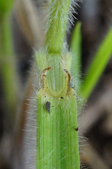 Hordelymus europaeus