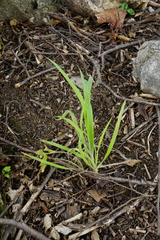 Hordelymus europaeus