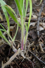 Hordelymus europaeus