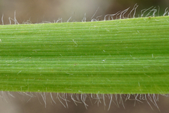 Hordelymus europaeus