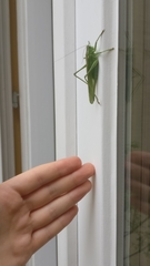 Tettigonia viridissima