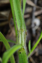 Hordelymus europaeus