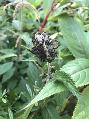 Aglais urticae