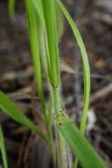Hordelymus europaeus