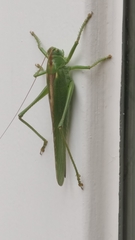 Tettigonia viridissima