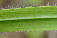 Hordelymus europaeus