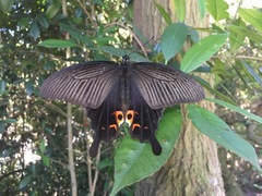 Papilio demetrius