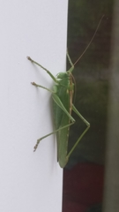 Tettigonia viridissima