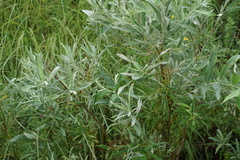 Salix candida