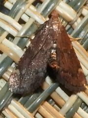 Hypsopygia intermedialis