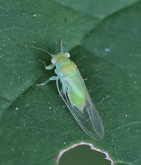 Psyllinae