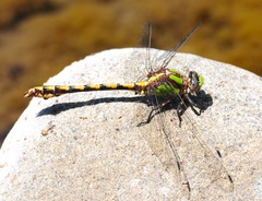 Ophiogomphus bison