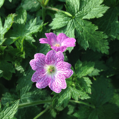 Geranium