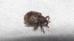 Conotrachelus geminatus