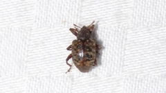 Conotrachelus geminatus