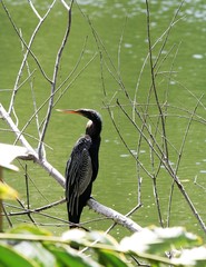 Anhinga anhinga