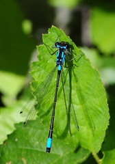 Zoniagrion exclamationis