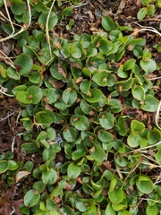 Salix herbacea