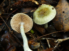 Cortinarius calaisopus