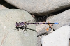 Argia emma