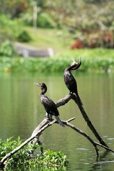 Nannopterum brasilianum