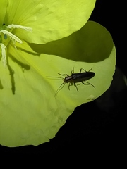 Nacerdes carniolica