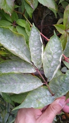 Erysiphe vanbruntiana