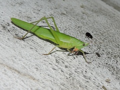 Euconocephalus incertus