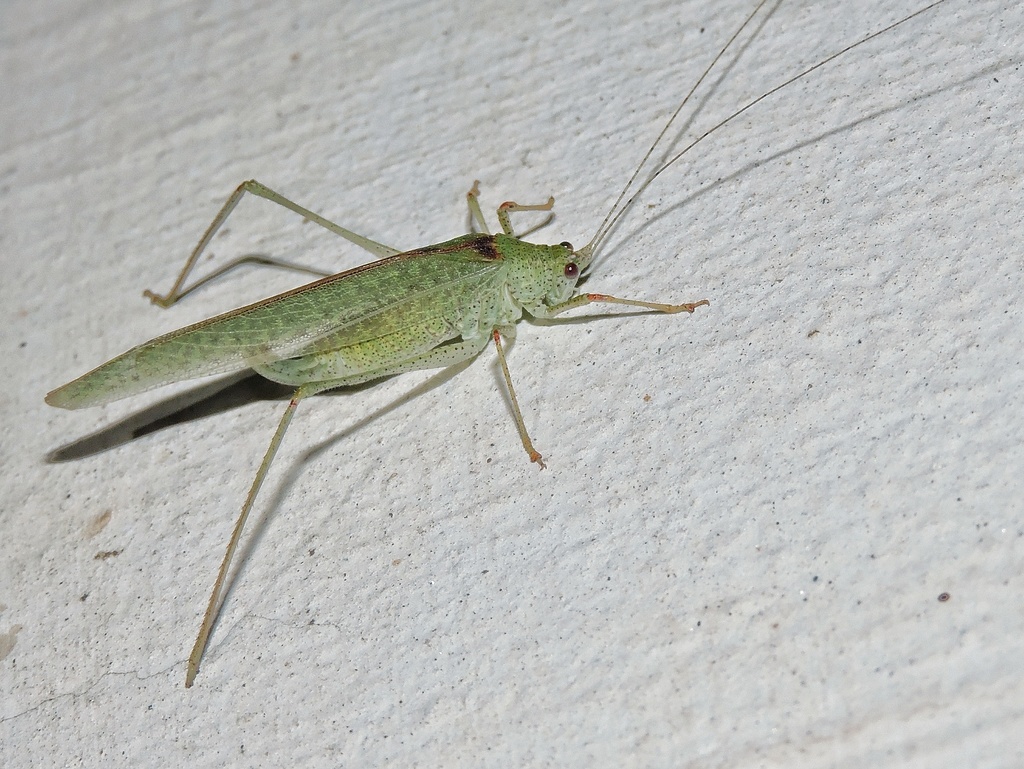 Letana infurcata