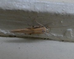 Stathmopoda skelloni