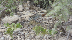Aspidoscelis scalaris